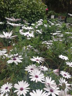 many white flowers are growing in the grass