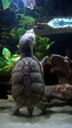 a turtle in an aquarium looking up into the sky