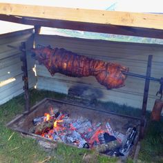 a pig roasting on an open fire pit in the grass next to a building