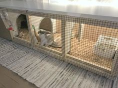 two rabbits are in their cages on the floor next to a rug and table