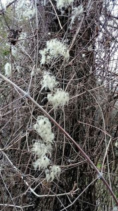 some white flowers are growing on the branches of a tree with no leaves in winter