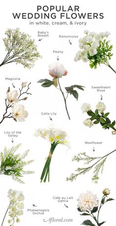 flowers that are white and green with the words, popular wedding flowers in white cream & ivory