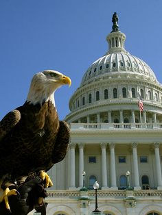 an eagle is perched on the arm of a statue in front of the capitol building