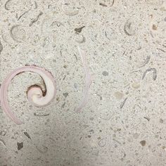 an animal's tail is sticking out of the floor with water droplets on it