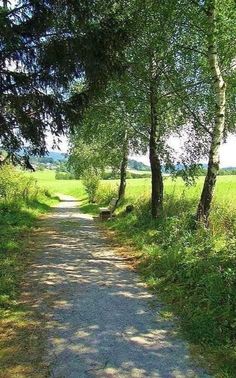 a dirt road surrounded by trees and grass