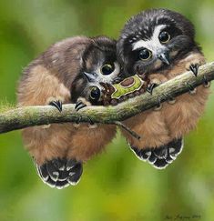 two small birds sitting on top of a tree branch with their eyes open and one is holding the other's head