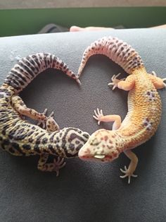 two geckos in the shape of a heart on top of a black surface