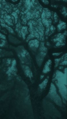 an image of a tree in the fog