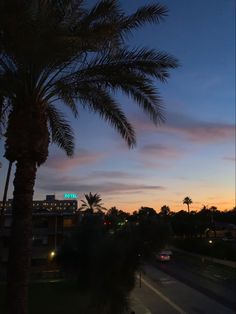 palm trees and street lights at dusk in the city