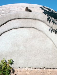 a cat sitting on top of a stone wall next to a bush and tree in front of it