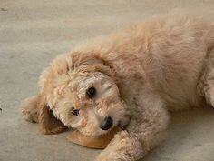 a dog laying on the ground with its head resting on a shoe that is in front of it