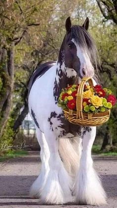 a black and white horse with flowers in a basket