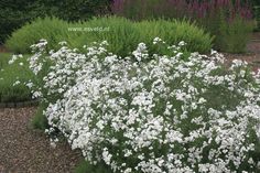 white flowers are growing in the garden