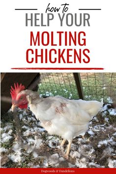 a white chicken standing on top of a pile of hay next to a cage with the words help your molting chickens