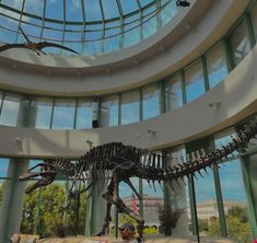 a large dinosaur skeleton is in the middle of a room with glass walls and round windows