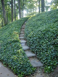 the steps lead up to the top of this hill covered in green plants and trees