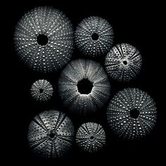 several balls are arranged in the shape of a starfish shell on a black background