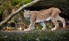 a lynx walking across a log in the woods