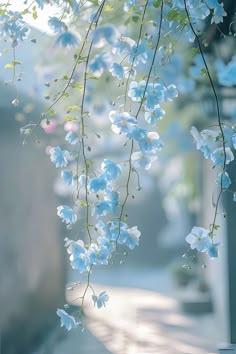 some blue flowers are hanging from a tree