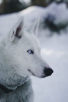 a white dog with blue eyes is standing in the snow looking off into the distance