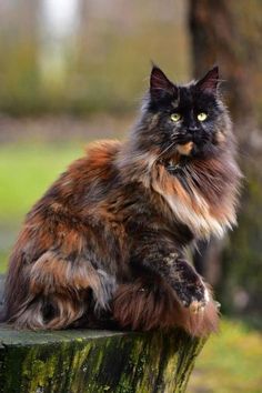 a fluffy cat sitting on top of a tree stump