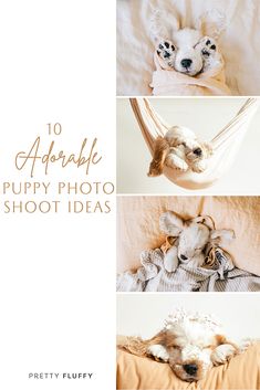 four different pictures of a dog laying in a hammock with the caption 10 adorable puppy photo shoot ideas