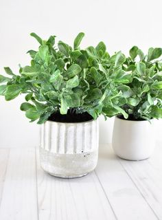 two potted plants sitting next to each other on top of a white wooden table