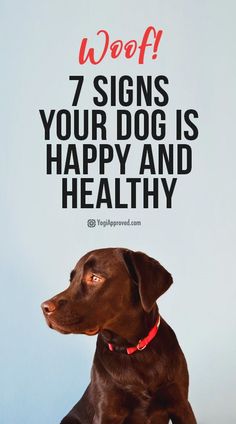 a brown dog with the words woof 7 signs your dog is happy and healthy