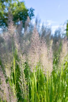 some very pretty purple flowers by some tall green grass with blue sky in the background