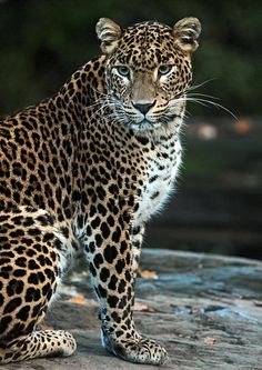 a large leopard standing on top of a rock covered ground with trees in the background