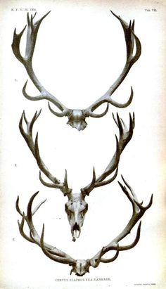 three deer antlers are shown in black and white, each with different types of horns