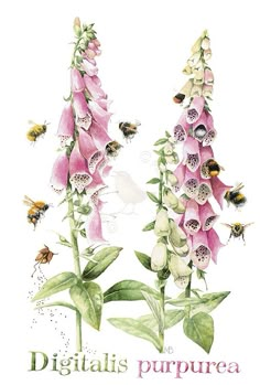 two pink flowers with bees on them and the words digitalis purpreea