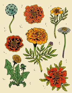 Marigold Flower Tattoo, Marigold Tattoo, Arte Grunge, American Traditional Tattoo, Botanical Drawings, American Traditional, Floral Illustrations, Botanical Illustration, Cute Tattoos