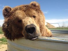 a large brown bear sticking its head out of a water tank with his eyes closed