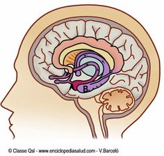 an image of the inside of a person's head showing the areas of the brain