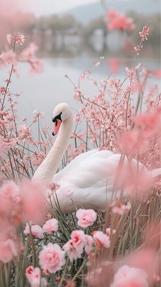 Pink Bird Wallpaper, Pink Swan Aesthetic, Light Pink And White Aesthetic, Swans Aesthetic, Pink Aesthetic Wallpaper Lockscreen, Swan With Flowers, Filler Images, Forever Wallpaper, Swan Aesthetic