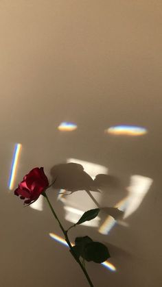 a single red rose casts a shadow on the wall