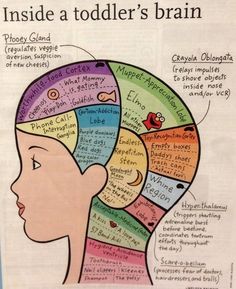 the inside of a child's head with different parts labeled in its brain map