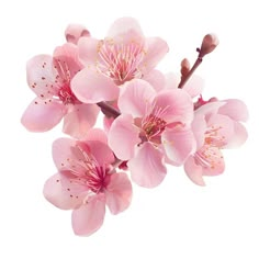 pink flowers are blooming on a white background