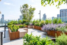 an outdoor garden with lots of plants and trees