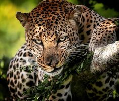 a close up of a cheetah on a tree branch with leaves in its mouth