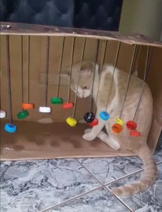 a cat sitting in a cardboard box with magnets on it's back legs