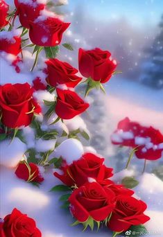 a bunch of red roses are in the snow