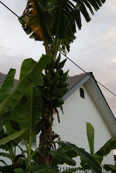 a large banana tree in front of a house