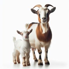 two goats standing next to each other in front of a white background and one is looking at the camera