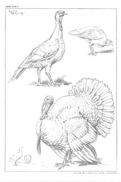 two turkeys standing next to each other in black and white ink, one with its head