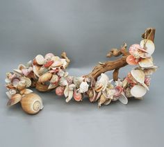 several seashells are arranged on a branch