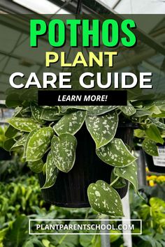 pothos plant care guide with text overlay