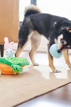 a black and brown dog standing on top of a rug next to a toy carrot