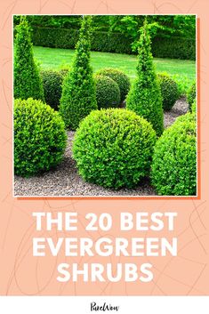 the 20 best evergreen shrubs for your garden or yard in one book, with text overlay